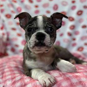 Boston Terrier