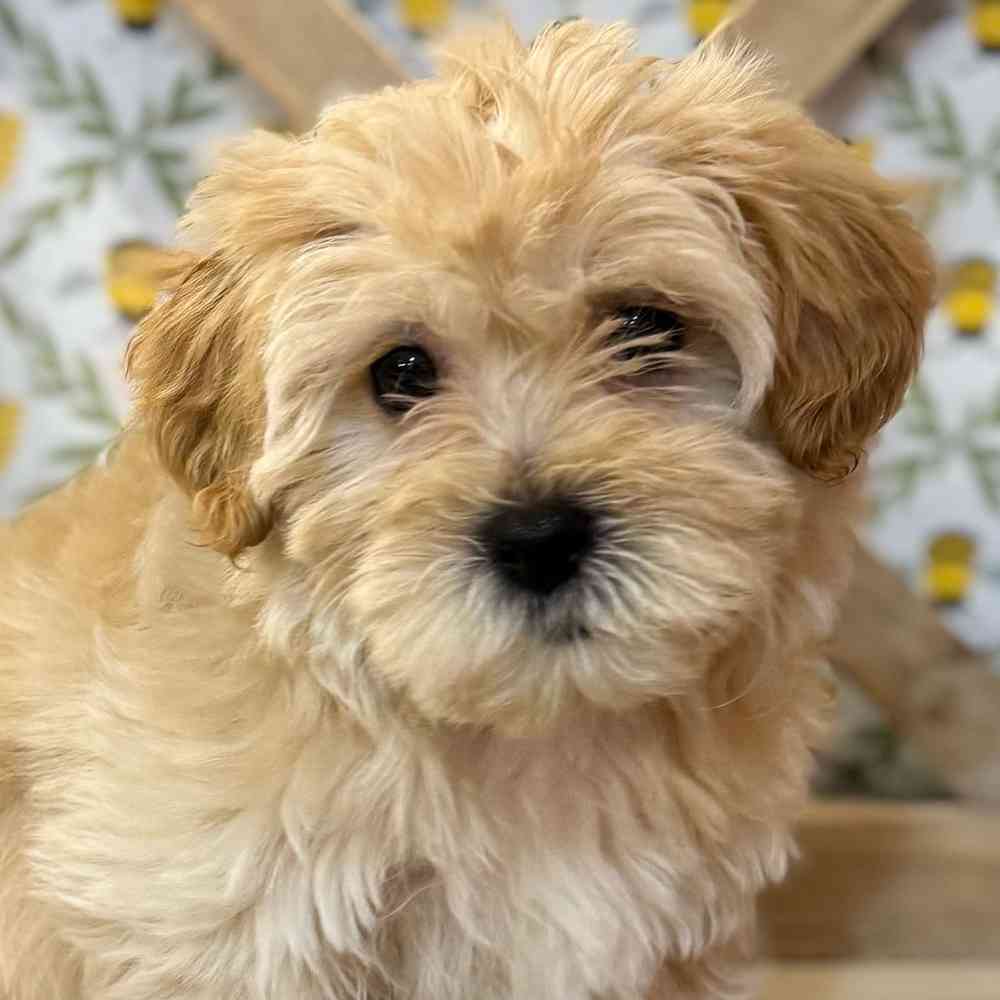 pet breed image
