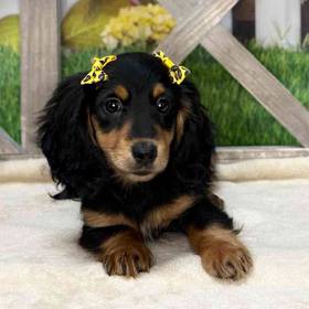 Dachshund