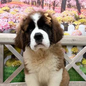 Saint Bernard