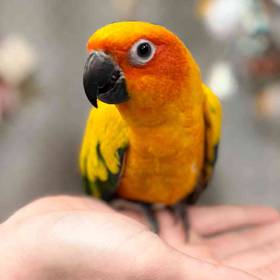 Sun Conure