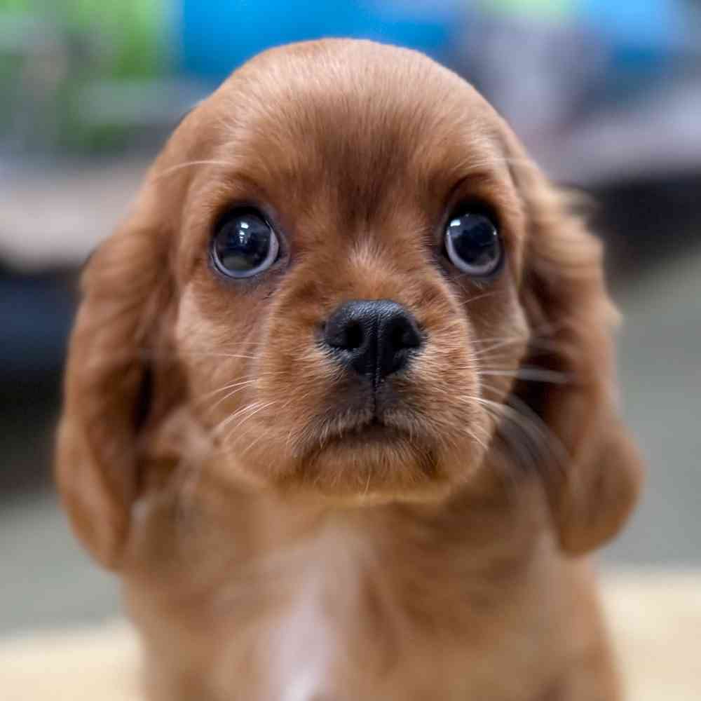 pet breed image