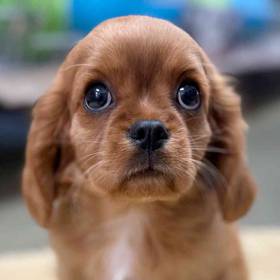 Cavalier King Charles Spaniel