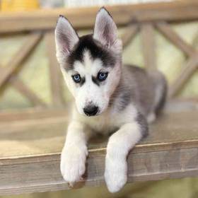 Siberian Husky