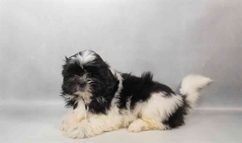 pet breed image