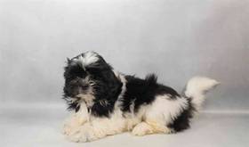 Shih Tzu
