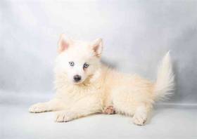 Pomsky