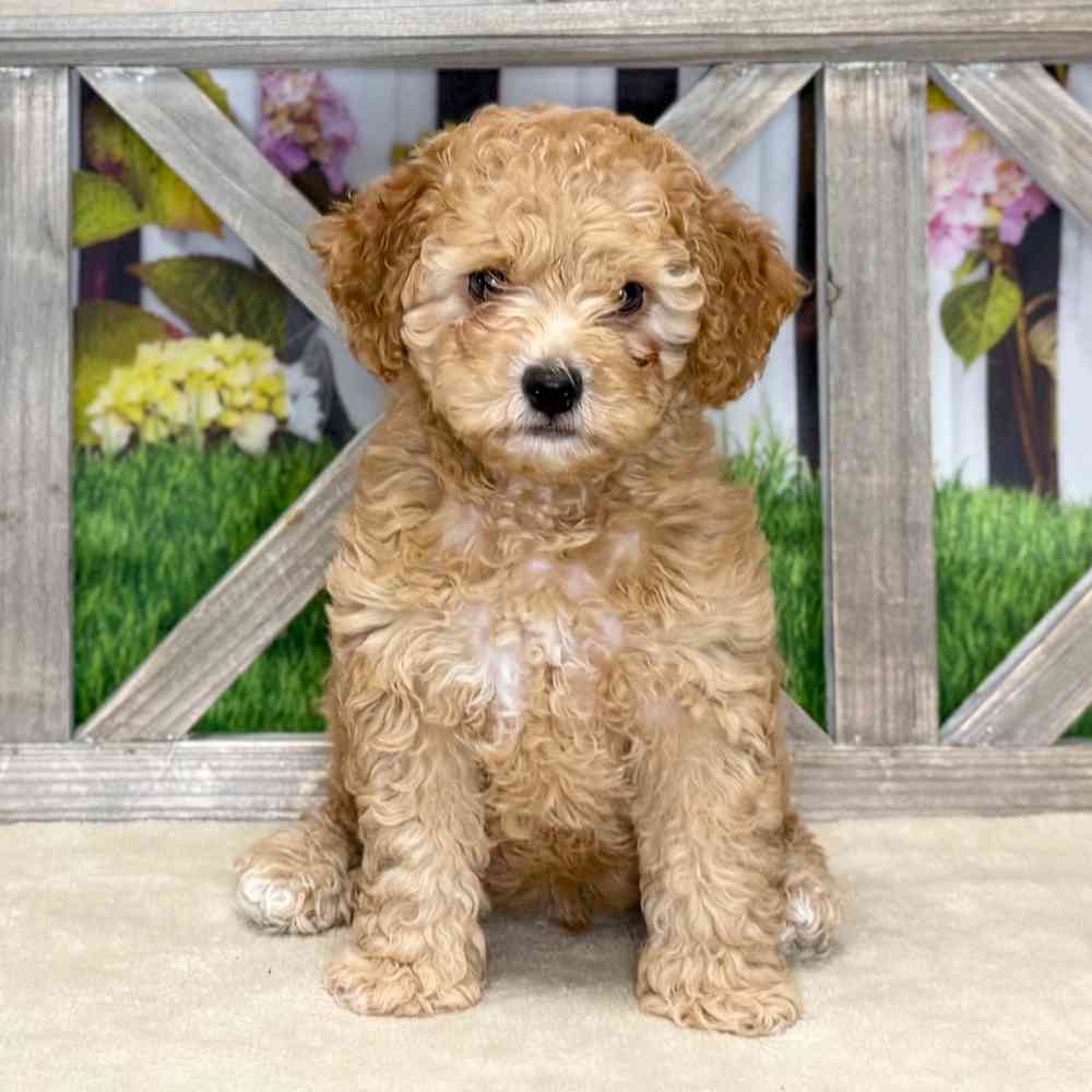 pet breed image