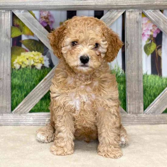 Cockapoo