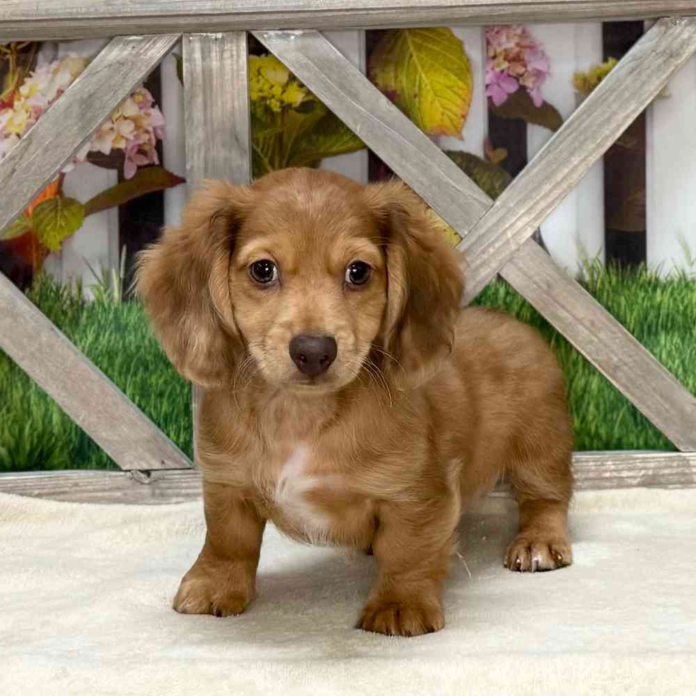pet breed image