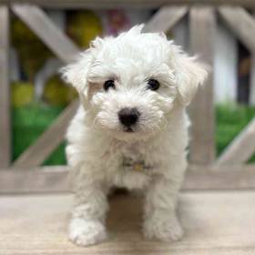 Bichon