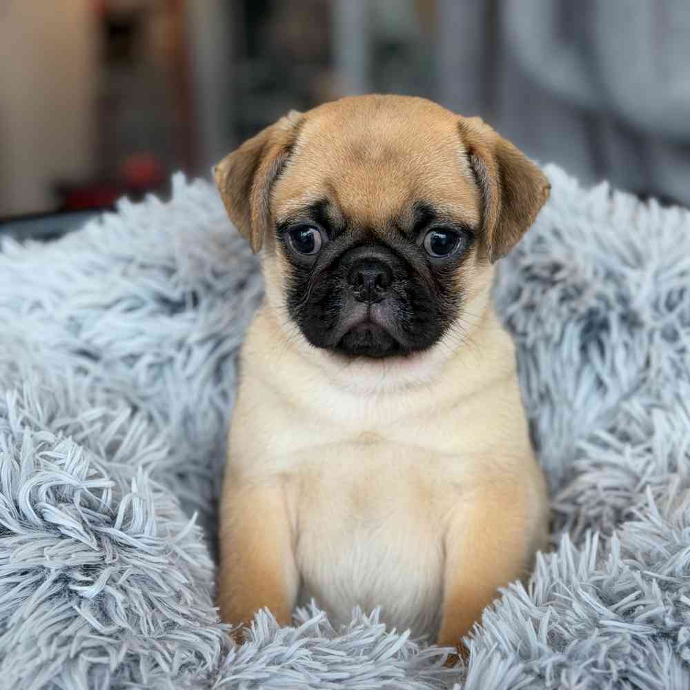 pet breed image
