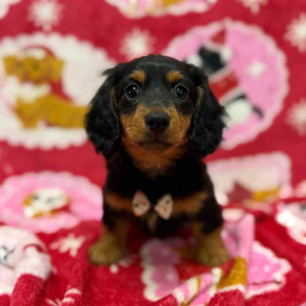 Image of a pet breed in the gallery