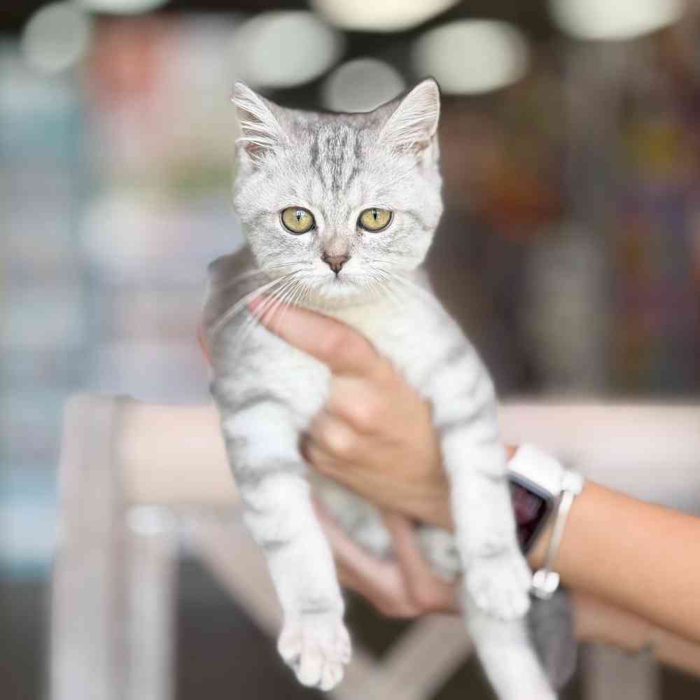 Image of a pet breed in the gallery