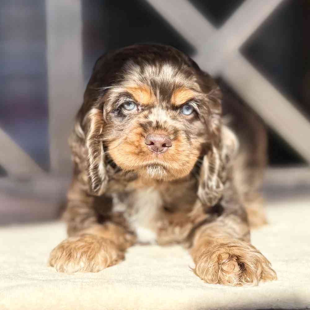 Image of a pet breed in the gallery
