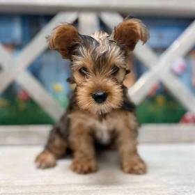 Yorkie