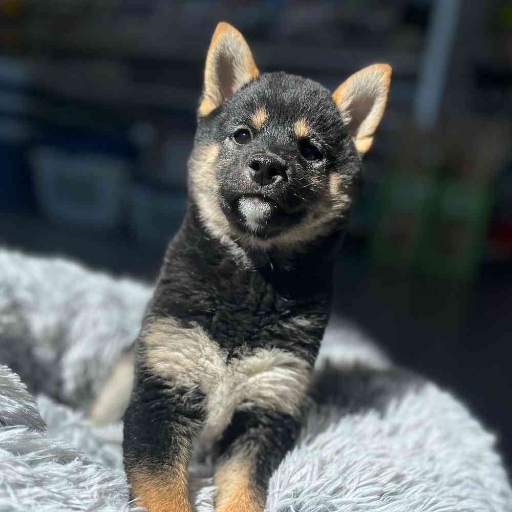 Image of a pet breed in the gallery