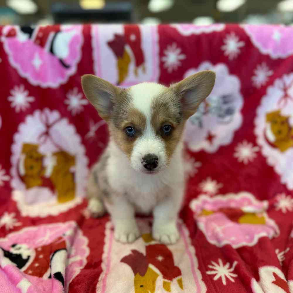 Image of a pet breed in the gallery