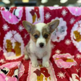 Pembroke Welsh Corgi