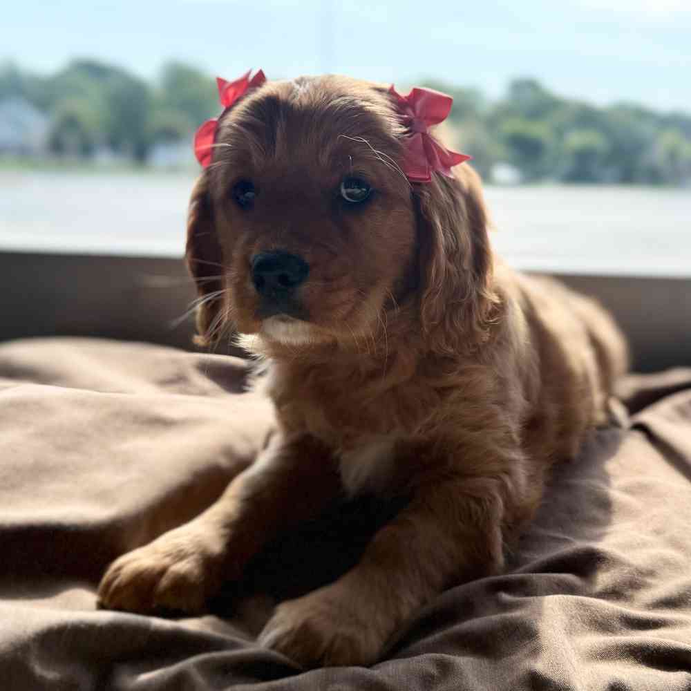 pet breed image