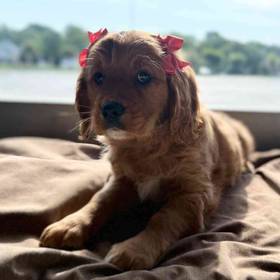 Mini Golden Retriever