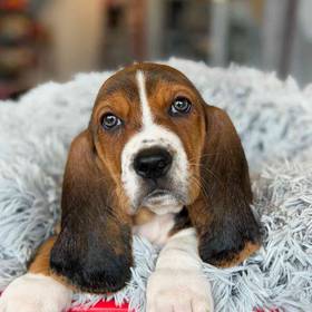Basset Hound