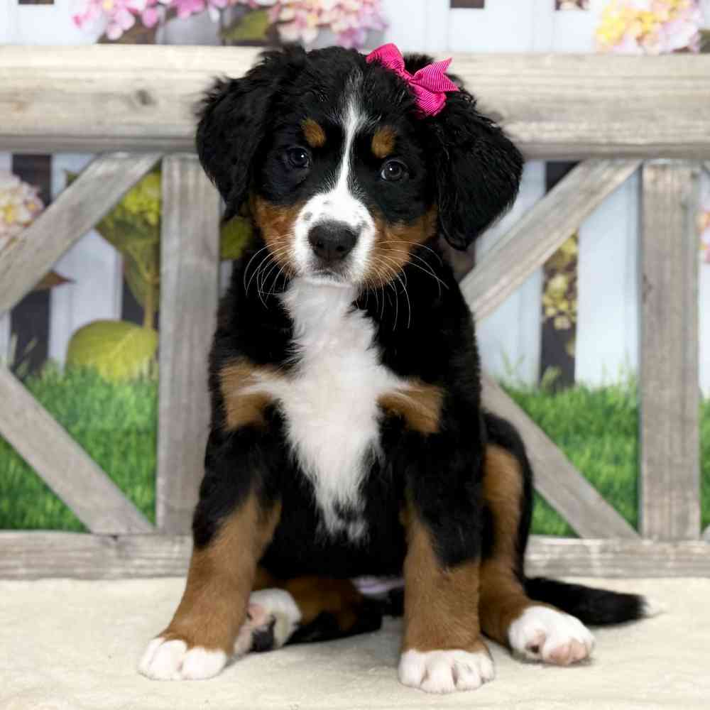Image of a pet breed in the gallery