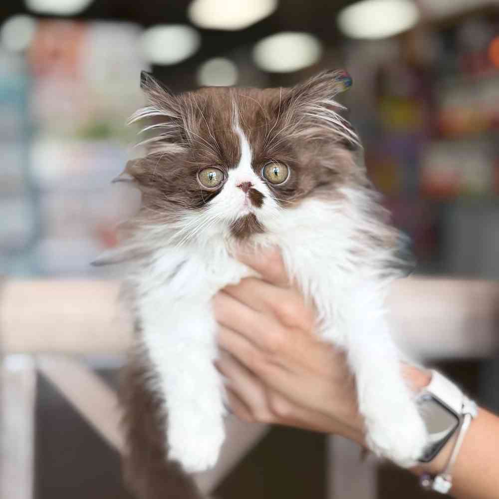 pet breed image