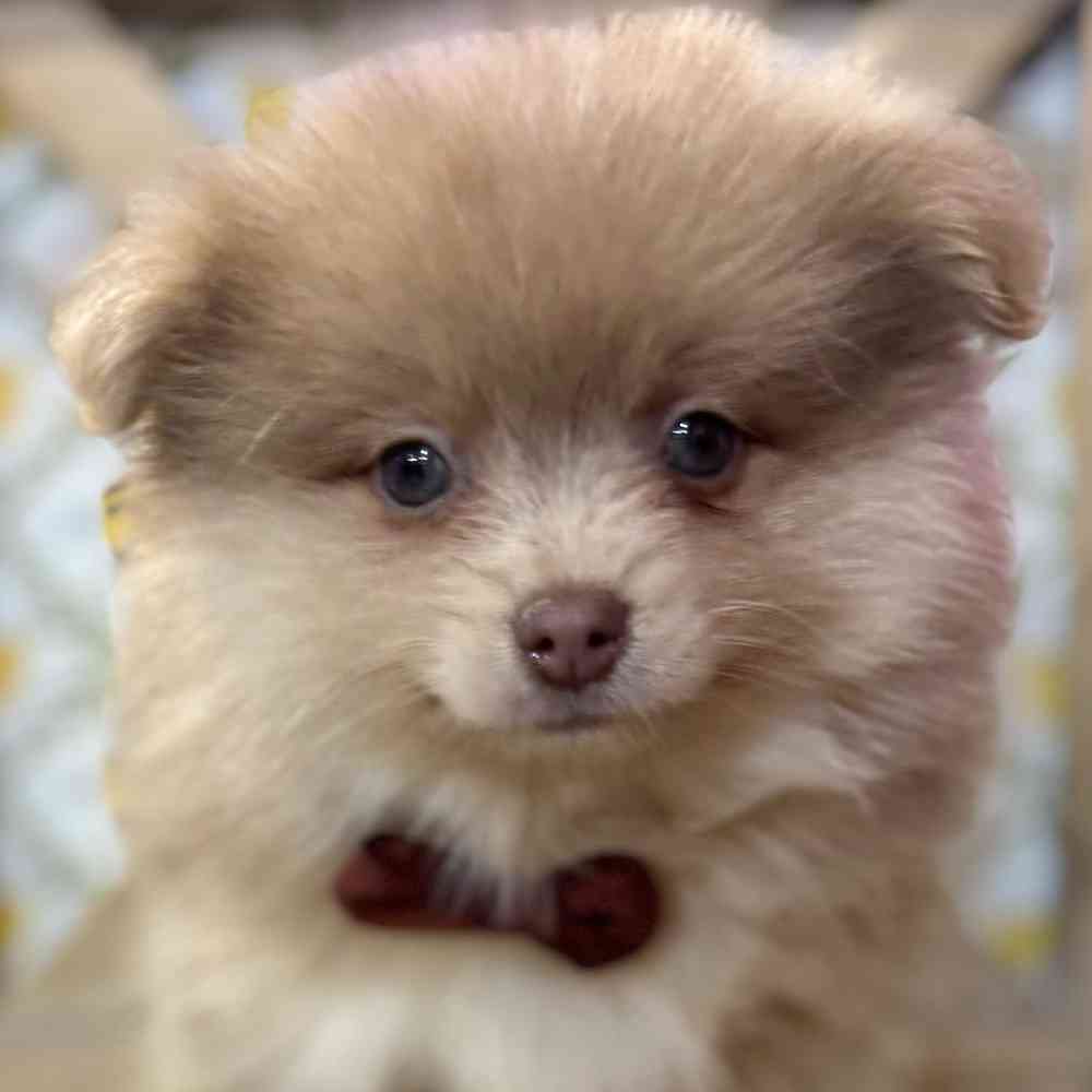 pet breed image