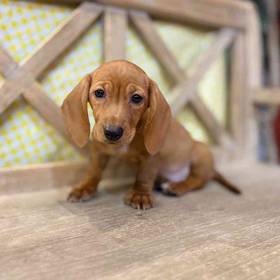 Dachshund