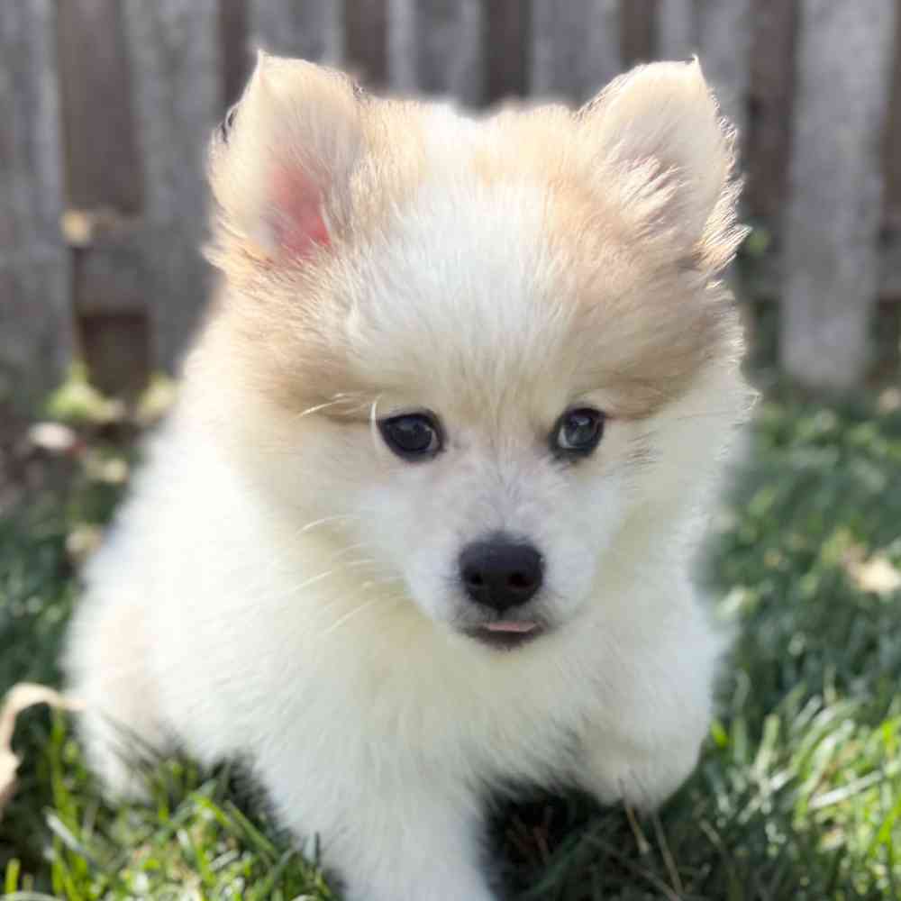 pet breed image