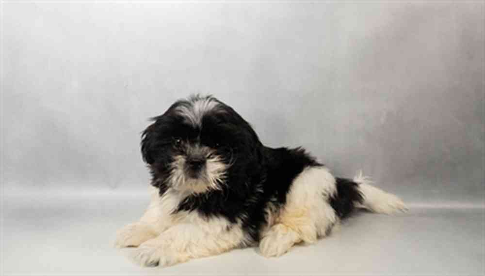 pet breed image