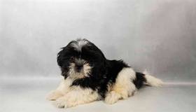 Shih Tzu