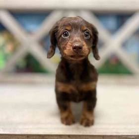Dachshund