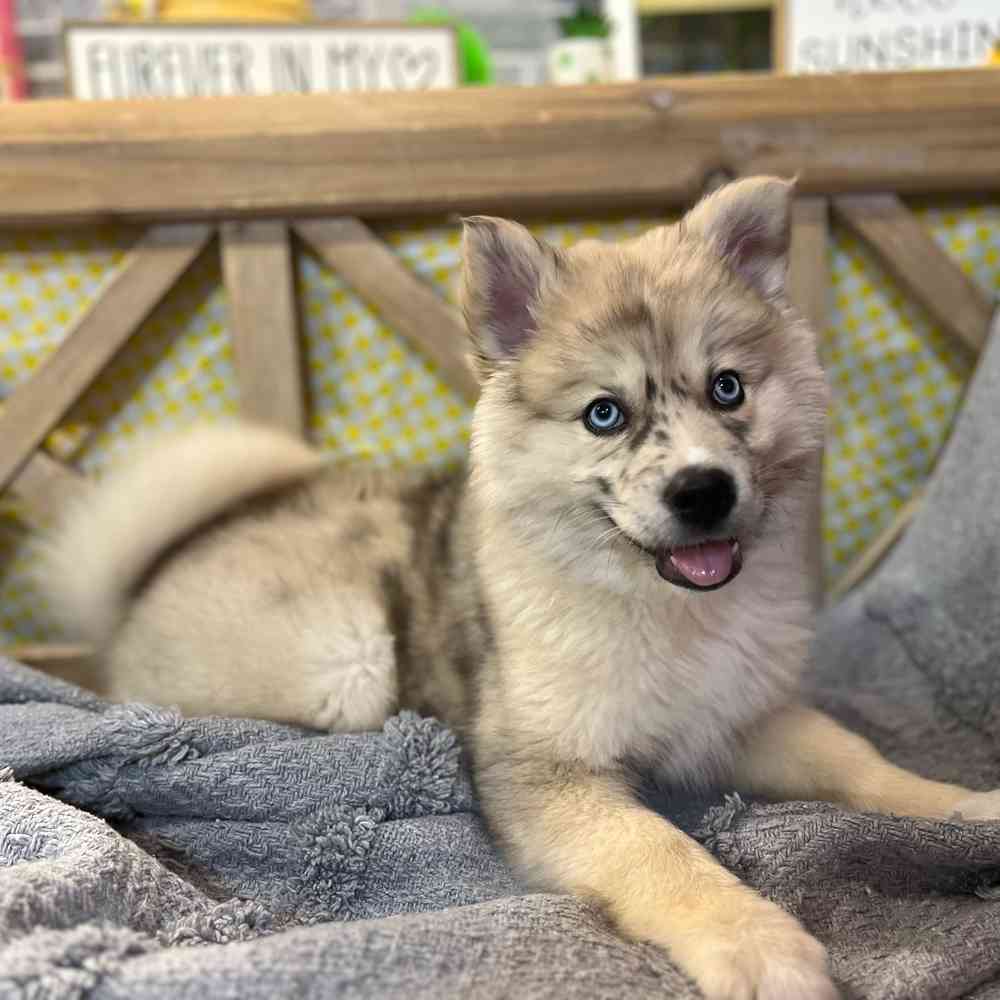 carousel pet images
