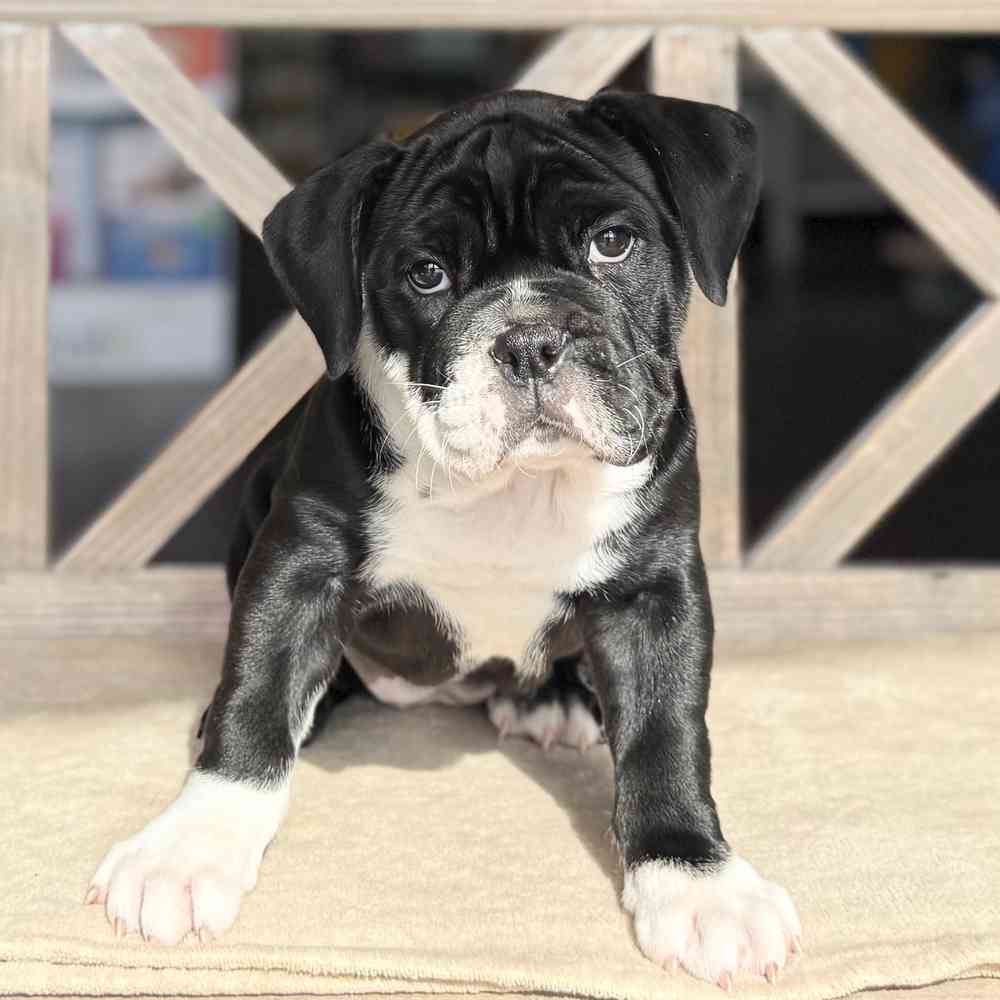 pet breed image