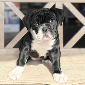 Victorian Bulldog