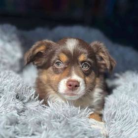 Toy Australian Shepherd 