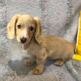 Dachshund