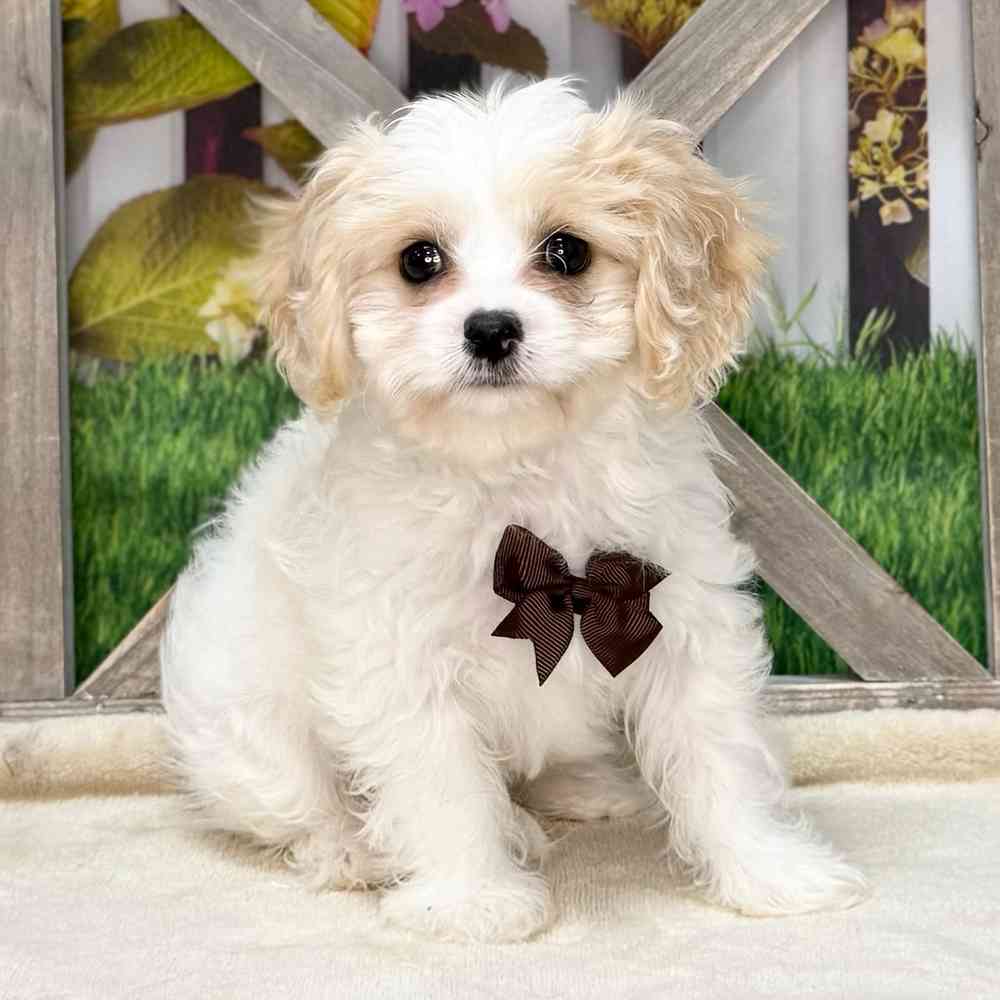 Image of a pet breed in the gallery