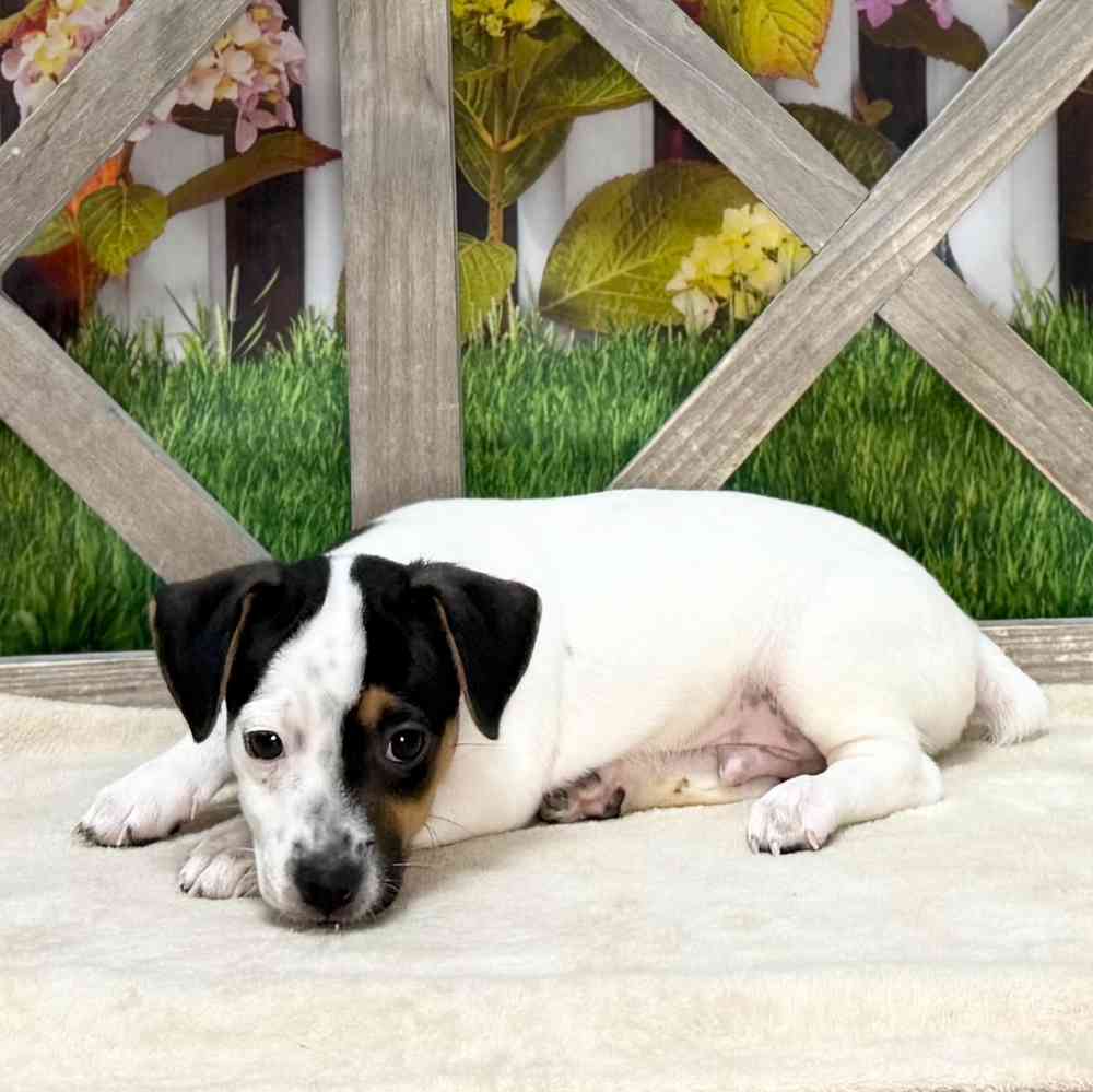 pet breed image