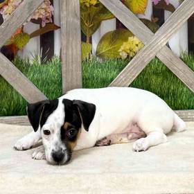 Jack Russell Terrier