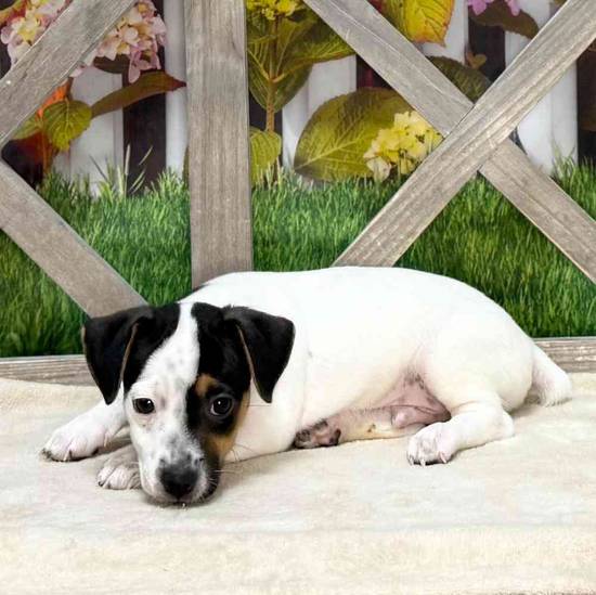 Tybalt