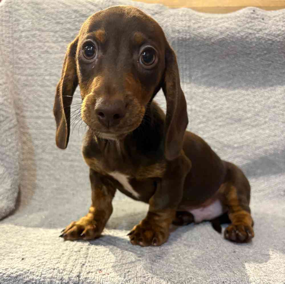 Image of a pet breed in the gallery