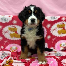 Bernese Mountain Dog
