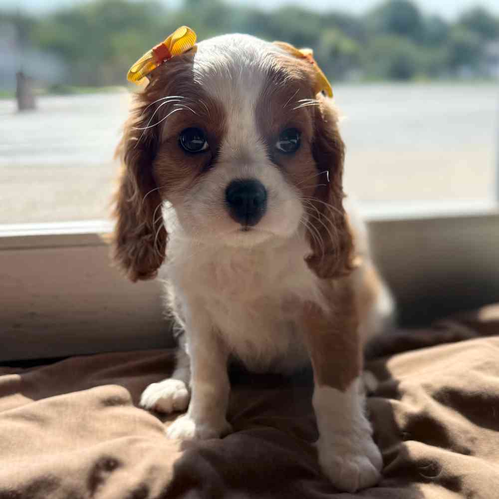 pet breed image