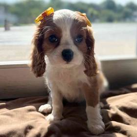 Cavalier King Charles Spaniel