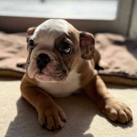 English Bulldog