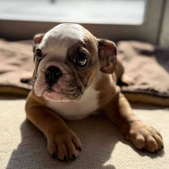 Tater