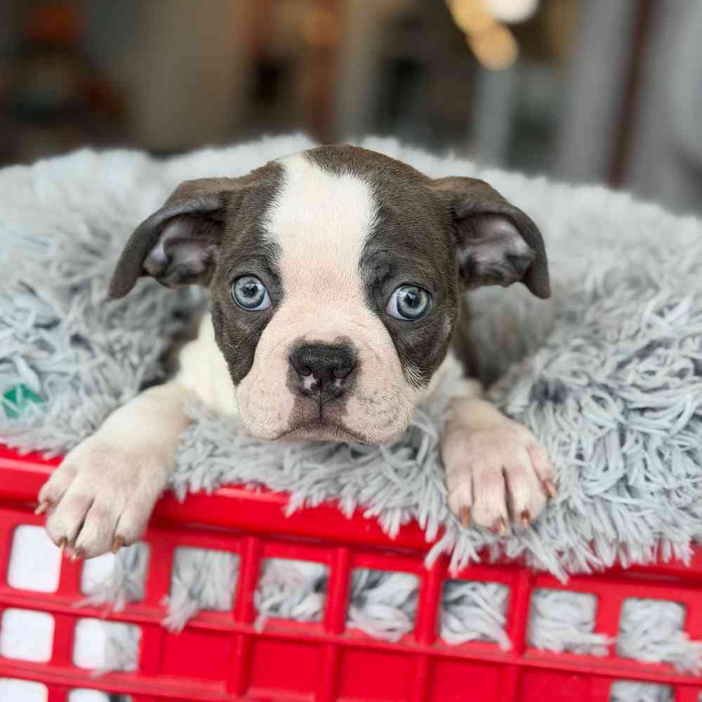 pet breed image